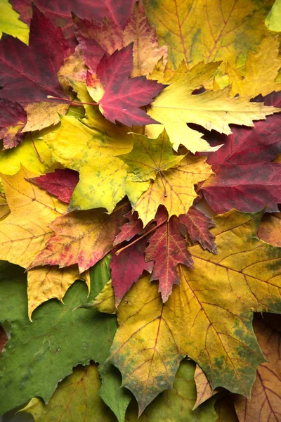 Sonbahar Mevsiminde Yeşil Sarı Kırmızı Akçaağaç Yaprağı — Stok fotoğraf