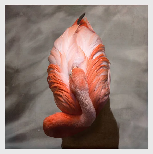 Bovenaanzicht Van Een Roze Flamingo Slapen Water Een Wit Frame — Stockfoto