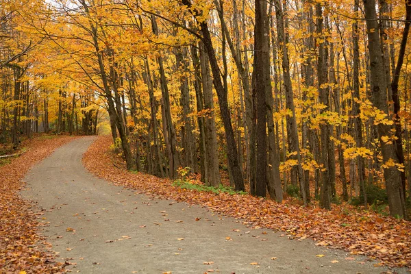 Route Rurale Entourée Arbres Jaunes Lors Une Belle Journée Automne — Photo