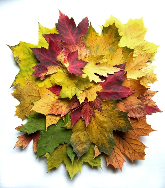 Kleurrijke Collectie Voor Maple Tree Verschillende Kleuren Groen Rood Oranje — Stockfoto