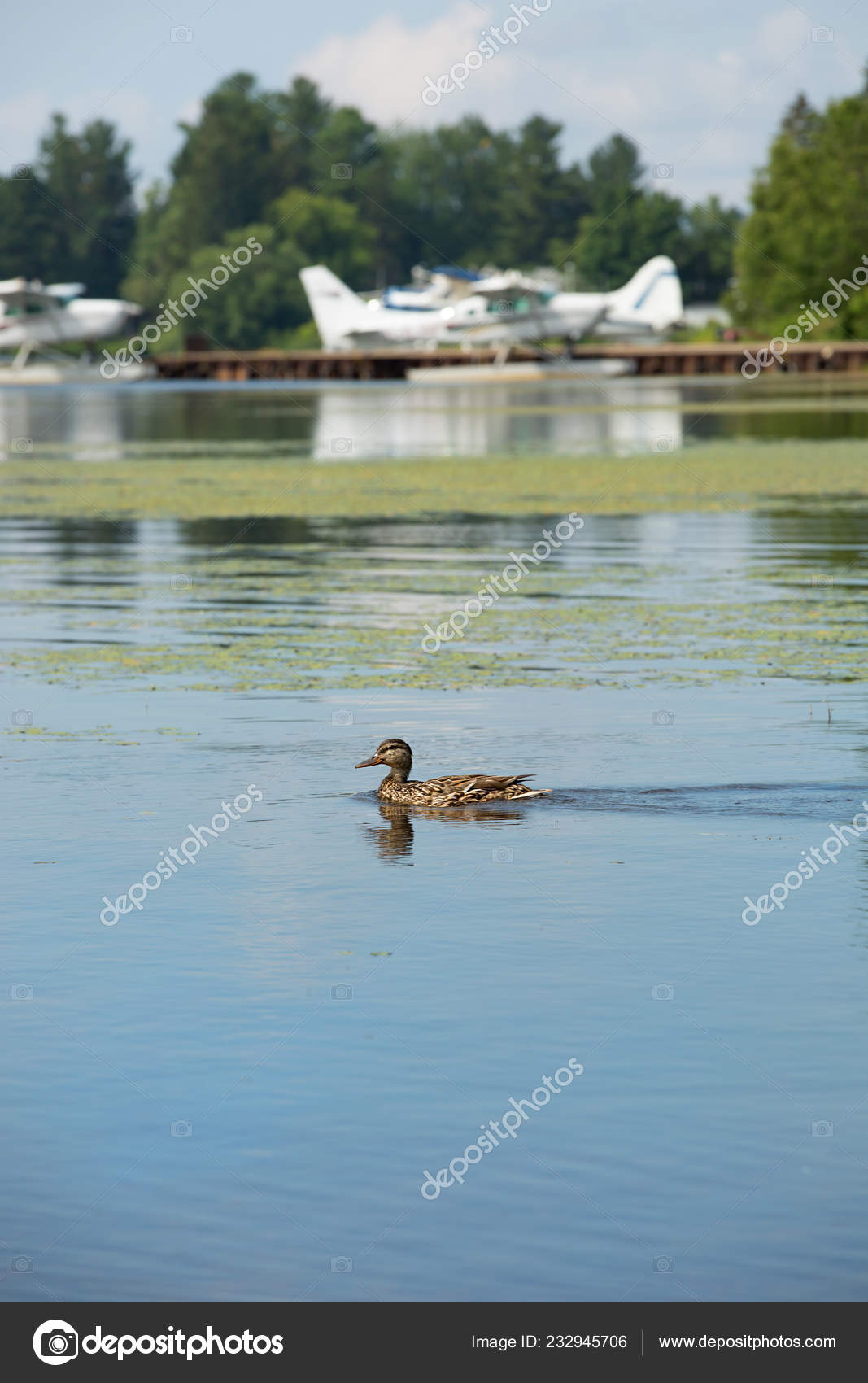 Mallard Ducks Swimming Lake Summer Season Stock Photo Image By C Pinkcandy