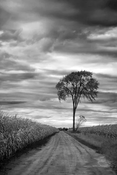 Feldweg Einem Maisfeld Der Herbst Einem Einsamen Baum Schwarz Weiß — Stockfoto