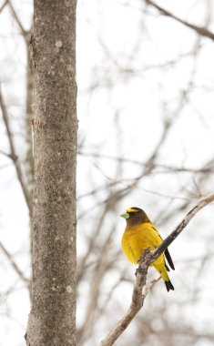 Bir ağaçta sarı akşam grosbeak