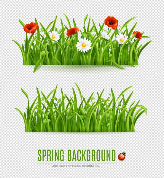 Frühlings Und Sommergras Mit Weißen Und Roten Blüten Isoliert Auf — Stockvektor
