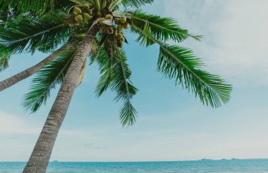 Güzel doğa deniz yaz arka plan