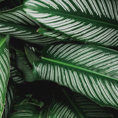 soyut, yeşil yaprak desen doğa koyu yeşil arka plan.