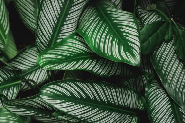 soyut, yeşil yaprak desen doğa koyu yeşil arka plan.