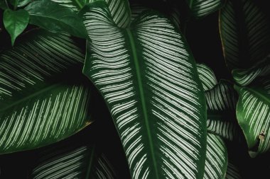 soyut, yeşil yaprak desen doğa koyu yeşil arka plan.