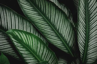 soyut, yeşil yaprak desen doğa koyu yeşil arka plan.