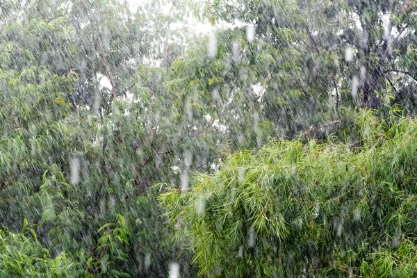 Lluvia Abstracta Sobre Fondo Árbol — Foto de Stock