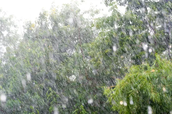 抽象雨在树背景 — 图库照片