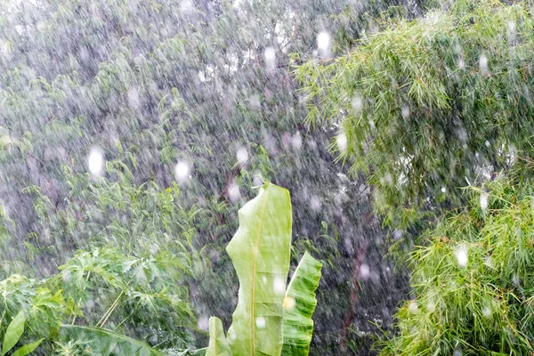 抽象雨在树背景 — 图库照片