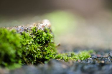 doğa arka planda yeşil yosun