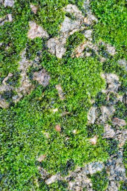 doğa arka planda yeşil yosun