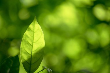 Soyut, bokeh yaprak desen doğa yeşil arka plan.