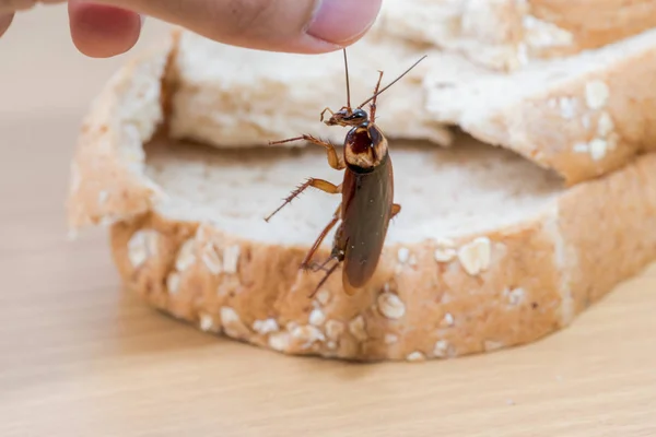 全粒小麦パンにゴキブリを閉じます — ストック写真