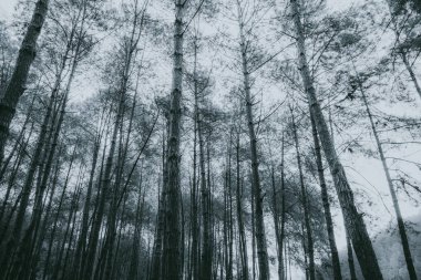 Soyut, karanlık gece ağaç arka plan. güzel duvar kağıdı.