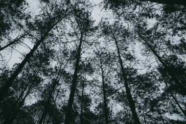 Soyut, karanlık gece ağaç arka plan. güzel duvar kağıdı.