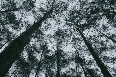 Soyut, karanlık gece ağaç arka plan. güzel duvar kağıdı.