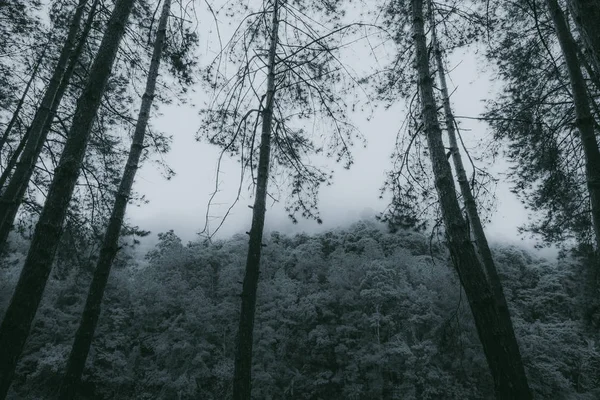 Абстрактний Темний Фон Нічного Дерева Красиві Шпалери — стокове фото