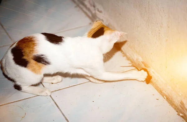 Γάτα Παίζει Και Πιάσει Ένας Αρουραίος — Φωτογραφία Αρχείου
