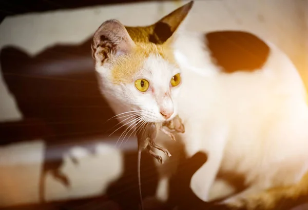 Кіт Грає Щура Щура — стокове фото