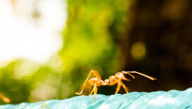 Yakın, iletişim konuşmak karıncalar kırmızı