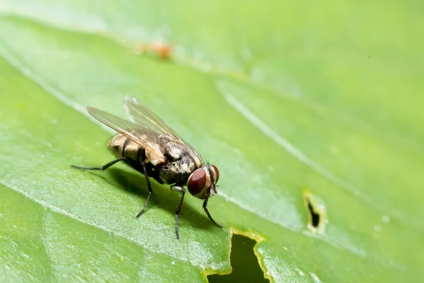 Закрыть Housefly Листочке — стоковое фото