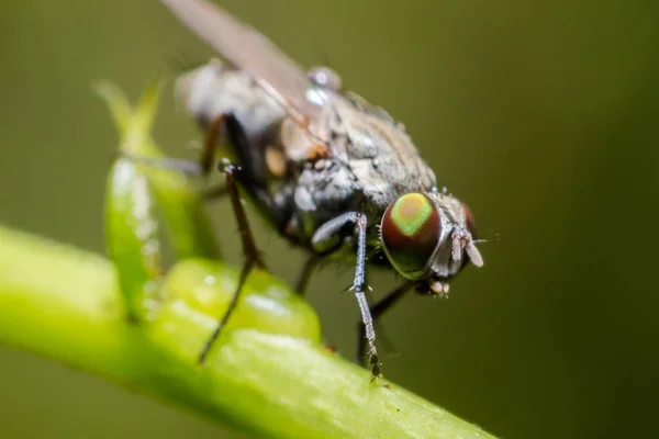 Närbild Fluga Ett Blad — Stockfoto