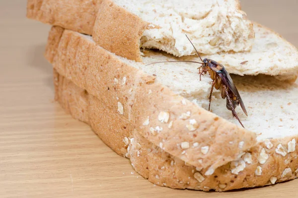 Close Van Kakkerlak Een Volkoren Brood — Stockfoto