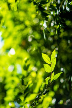 Soyut, bokeh yaprak desen doğa yeşil arka plan.