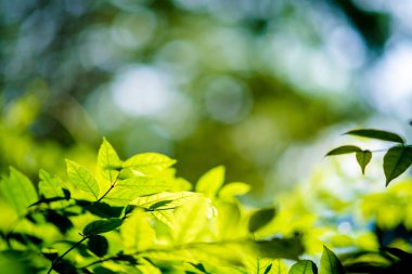 Soyut, bokeh yaprak desen doğa yeşil arka plan.
