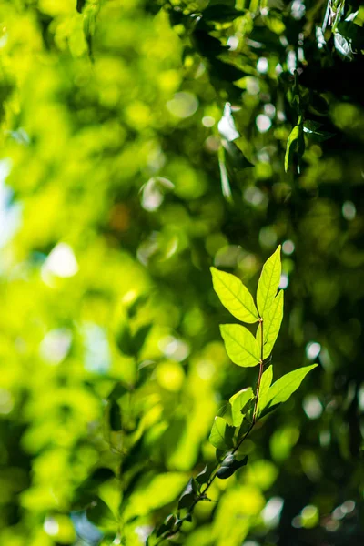 Streszczenie Bokeh Liść Natura Zielony Tle — Zdjęcie stockowe