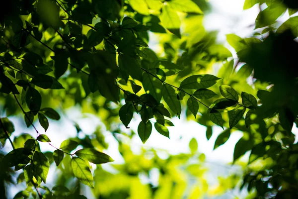 Abstract Bokeh Leaf Pattern Nature Green Background — Stock Photo, Image