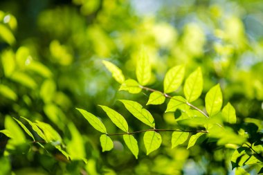 Soyut, bokeh yaprak desen doğa yeşil arka plan.