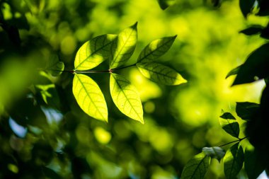 Soyut, bokeh yaprak desen doğa yeşil arka plan.