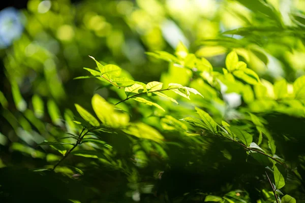 Abstract Bokeh Blad Patroon Natuur Groene Achtergrond — Stockfoto