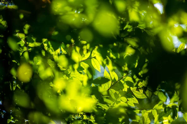 Abstract Green Leaf Bokeh Nature Green Background — Stock Photo, Image