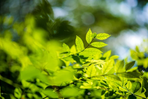 Abstract Green Leaf Bokeh Nature Green Background — Stock Photo, Image