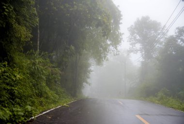 Ormandaki yol. Güzel doğa yolu.