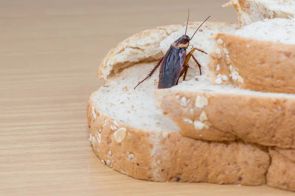 Close Cockroach Whole Wheat Bread — Stock Photo, Image