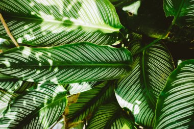 yaprak desen doğa yeşil arka plan.