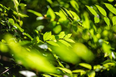 yaprak desen doğa yeşil arka plan.