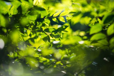 yaprak desen doğa yeşil arka plan.