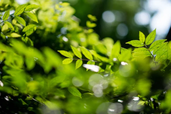 Leaf Pattern Nature Green Background — Stock Photo, Image