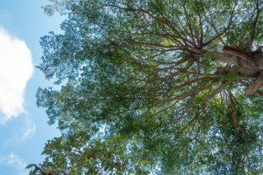 Soyut, doğa yeşil yaprak arkaplan ve güzel duvar kağıdı.