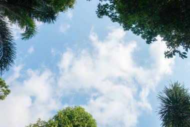 Doğa yeşil yaprak arka plan ve güzel duvar kağıdı.