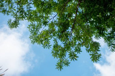 Doğa yeşil yaprak arka plan ve güzel duvar kağıdı.