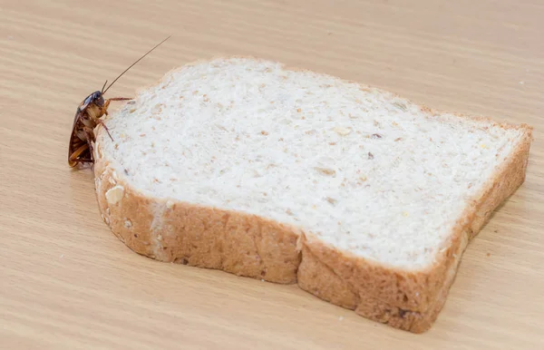 Close Van Kakkerlak Een Volkoren Brood — Stockfoto