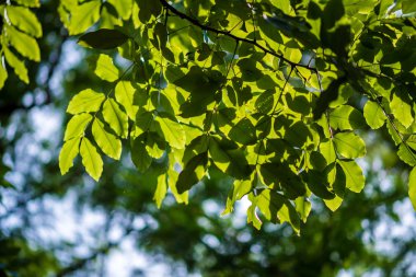 Soyut, doğa yeşil yaprak arkaplan ve güzel duvar kağıdı.